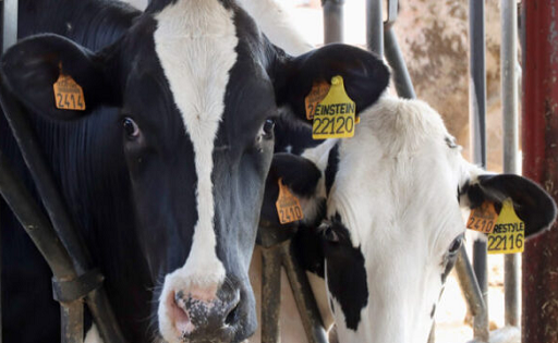 Precio de la leche en España, un 10 % por debajo de la media UE